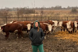 В фермерское хозяйство под Зеленоградском привезли 12 коров герефордской породы из Калужской области