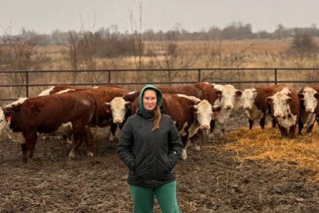 В фермерское хозяйство под Зеленоградском привезли 12 коров герефордской породы из Калужской области