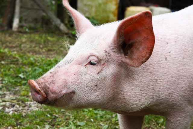 В Калининградской области обнаружили вирус африканской чумы свиней