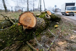 Для строительства Северного обхода в Калининграде разрешили вырубить ещё 1257 деревьев