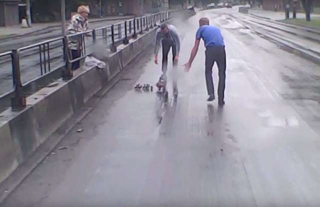 Калининградцы помогли утке с птенцами перейти Московский проспект (видео)