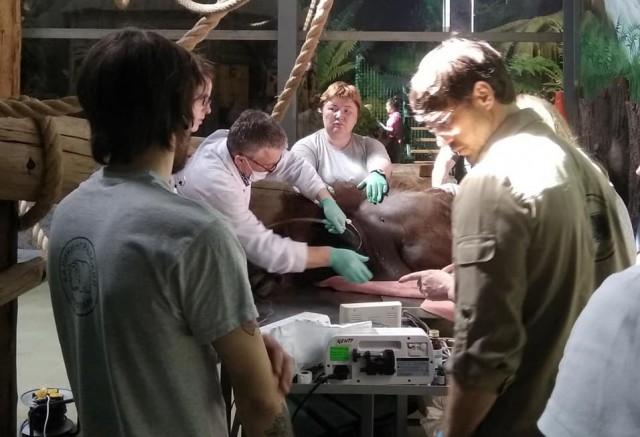 В Калининграде врачи зоопарка и трёх клиник провели обследование орангутана из-за болезни