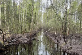 «Условия для экотуризма»: в природном заказнике Славского округа отремонтировали мост и убрали плотины бобров