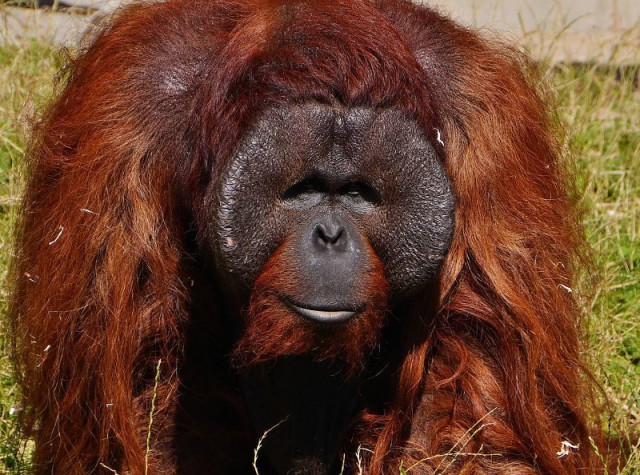 Незнание русского языка мешает орангутану Бенджамину освоиться в калининградском зоопарке