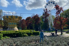 В Центральном парке в Калининграде высадили тысячу кустов лаванды