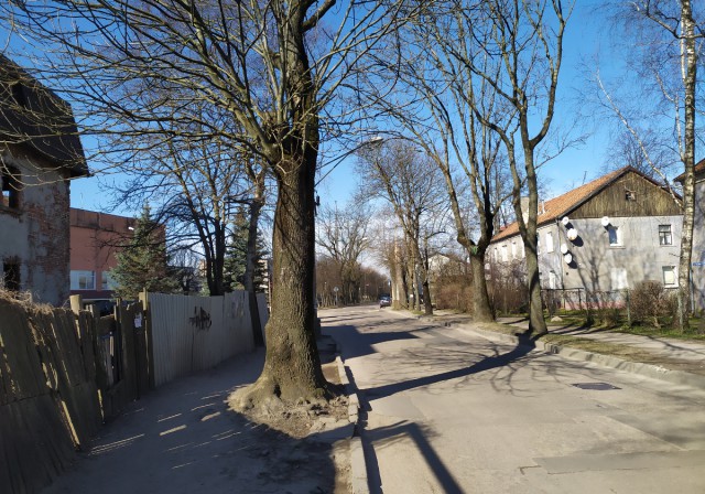 При ремонте тротуара на улице Ялтинской в Калининграде потребуется вырубить семь деревьев