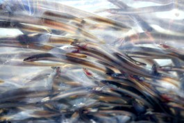 Весной в Калининградскую область планируют завезти тонну стекловидной личинки угря для зарыбления заливов