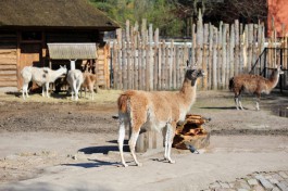 В калининградском зоопарке животных спасают от жары «мороженым»