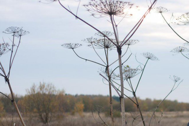 «Ползучая борщевизация»: почему в Калининградской области не могут победить агрессивный сорняк