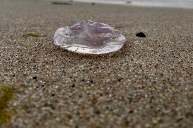 Как и почему появляются медузы у берегов Балтийского моря?
