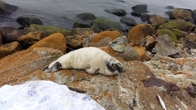 «Оставлять опасно»: специалисты перенесли тюленёнка из центра Балтийска (видео)