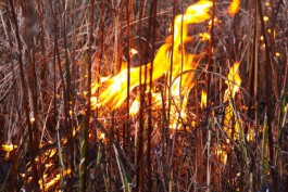 В воскресенье пожарные 48 раз выезжали на тушение горящей травы в регионе