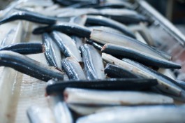 Дальневосточная компания учредила три рыбопромысловые фирмы в Калининграде