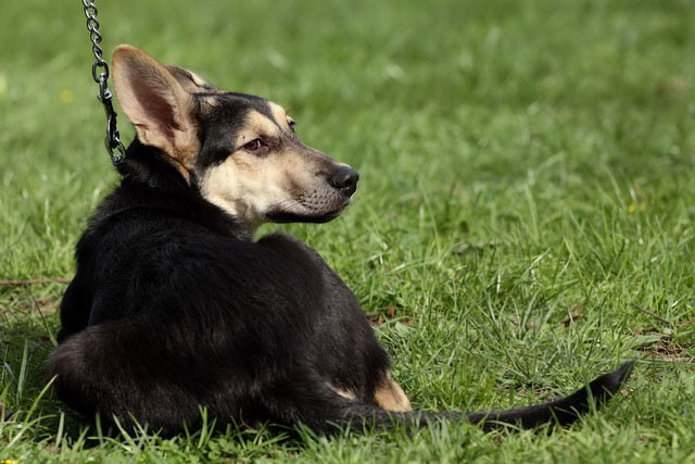 Общественники предлагают ввести ОСАГО для владельцев бойцовых собак