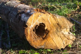 Для расширения участка улицы Гагарина в Калининграде вырубят 209 деревьев