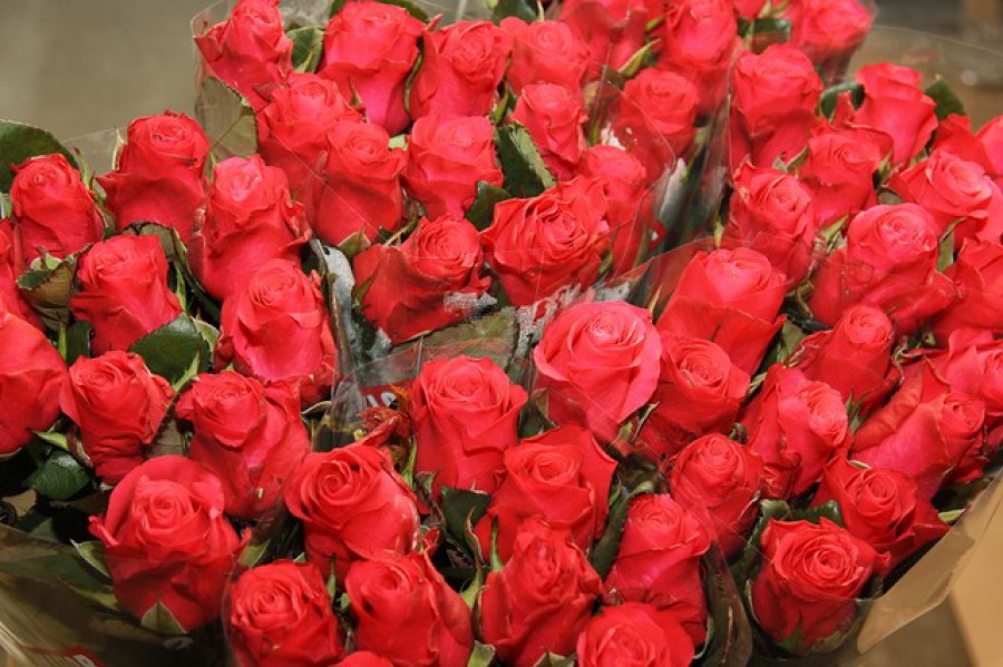 За неделю в Калининградскую область ввезли более миллиона роз, хризантем и гвоздик
