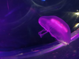 В Музей Мирового океана привезли ушастых медуз из Балтийского моря