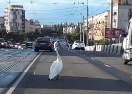 На Ленинском проспекте в Калининграде лебедь вышел на проезжую часть