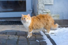 В Зеленоградске планируют стерилизовать бездомных котов