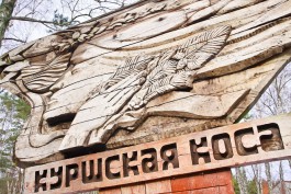 На Куршской косе изъяли поддельный пропуск для посещения национального парка