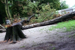 В Светлогорске юрист обвиняется в незаконной вырубке деревьев
