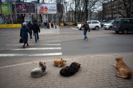 Областная прокуратура: Бездомных животных нельзя возвращать на улицы после стерилизации
