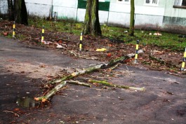 Под Зеленоградском из-за ветки на дороге водитель «Фольксвагена» спровоцировал двойное ДТП