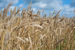 Экспертиза одобрила проект зерноперерабатывающего комплекса под Калининградом