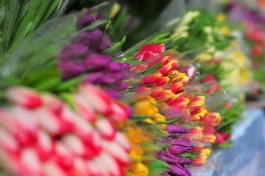 К 8 Марта в Калининградскую область завезли более 2,5 миллионов цветов
