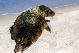Что делать при встрече с тюленем на побережье?