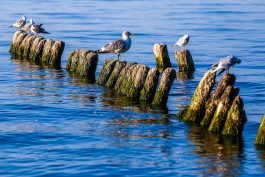 «Нетипичный год»: ученый объяснил низкую температуру воды у побережья Калининградской области