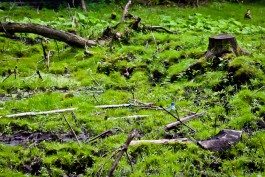 В выходные в лесах Калининградской области заблудились четыре человека