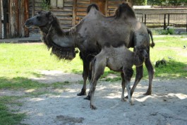 В калининградском зоопарке умер верблюжонок