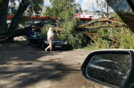 Сильный ветер в Калининграде повалил деревья на пять автомобилей и три жилых дома