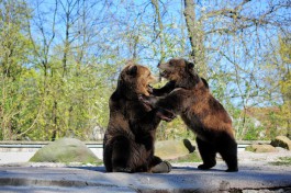Минприроды подсчитало стоимость медведей и берёз в России
