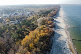В Зеленоградске ищут 20 гектаров земли для обустройства дендропарка