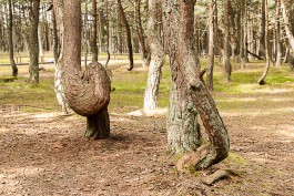 На Куршской косе начали реконструировать маршрут «Танцующий лес»