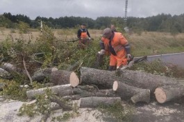 За два дня штормовой ветер повалил на дороги Калининградской области более 90 деревьев