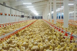 Экспертиза одобрила проект бройлерной птицефабрики под Славском