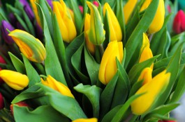 К 8 Марта в Калининградской области вырастили в полтора раза больше тюльпанов