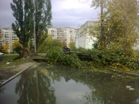 Упавшее дерево заблокировало движение транспорта в Калининграде