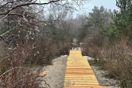 На Куршской косе начали обустраивать новый переход через авандюну (фото)