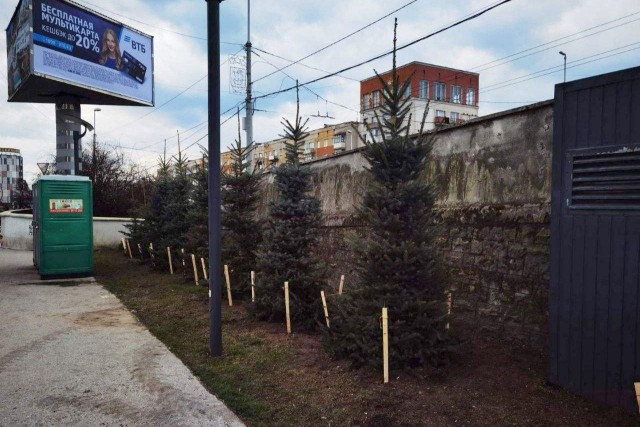 Возле сквера у бывшего ДКМ в Калининграде высадили 25 новых елей