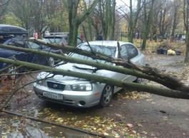 На ул. Эльблонгской в Калининграде на припаркованный автомобиль упало дерево 
