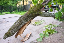 Ночью в Калининграде повалено пять деревьев