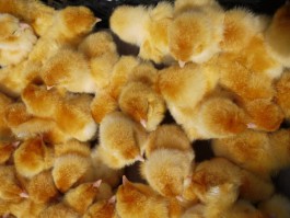 В Калининградскую область не пустили 73 тысячи суточных цыплят из Германии