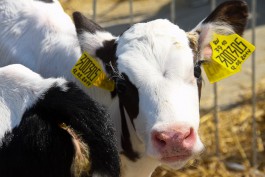 Таможенники не пустили в регион 900 кг энергетического напитка для коров