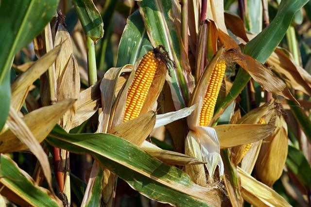 Калининградская область занимает первое место в России по урожайности кукурузы