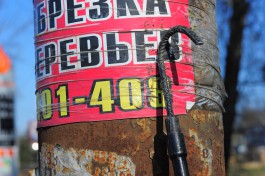 Власти Калининграда хотят привлечь осуждённых к очистке улиц от рекламы