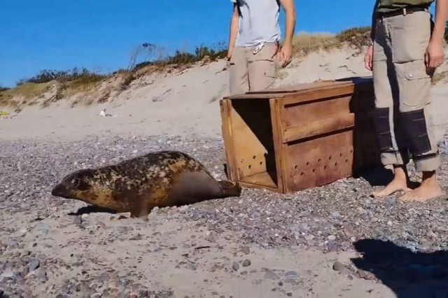 На Куршской косе выпустили в море тюленя, спасённого в калининградском зоопарке
